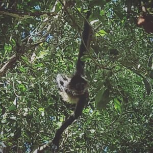 Monkey in Mexico